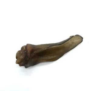 Oreille-de-biche-DOG-_-CAT-ETOILES-194146926.webpv1761329215 Oreille de biche