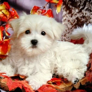 Broderie Diamant - Bichon Blanc