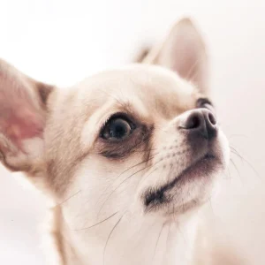 broderie-diamant-chihuahua-996046.jpgv1698686304 Broderie Diamant - Chihuahua