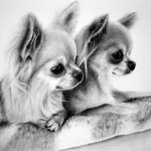 broderie-diamant-chihuahuas-noir-et-blanc-421974.jpgv1698686304 Broderie Diamant - Chihuahuas Noir et Blanc