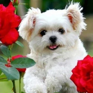 broderie-diamant-chiot-blanc-812252.jpgv1700762477 Broderie Diamant - Chiot Blanc