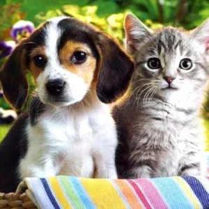 broderie-diamant-chiot-et-chat-208727.jpgv1698686304 Broderie Diamant - Chiot et Chat