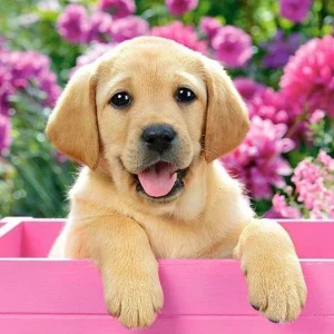 broderie-diamant-chiot-golden-dans-panier-rose-708623.jpgv1700762460 Broderie Diamant - Chiot Golden dans Panier Rose