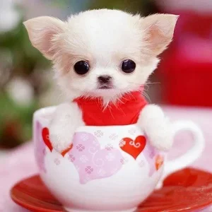 broderie-diamant-chiot-mignon-dans-sa-tasse-334125.webpv1698686304 Broderie Diamant - Chiot Mignon dans sa Tasse