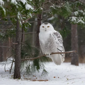 broderie-diamant-chouette-des-neiges-879674.jpgv1731850314 Broderie Diamant - Chouette des neiges