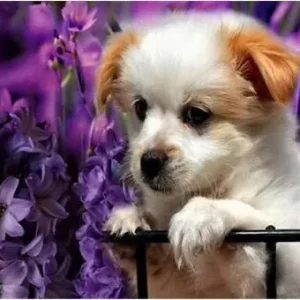 Broderie Diamant - Petit Chiot dans les Fleurs