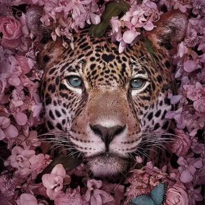 Broderie Diamant - Tigre dans les Fleurs Roses