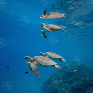 Broderie Diamant - Tortues qui nagent