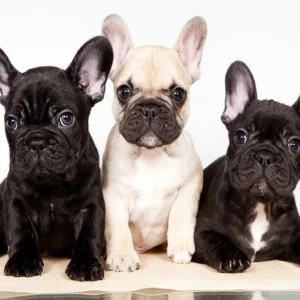 Broderie Diamant - Trois Bouledogue Français